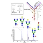 Merck SILuMab Stable Isotope-Labeled Monoclonal Antibody Glycan Standard Mouse IgG2b