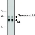 Merck SILuRich Anti-IL6 MAb, biotin conjugated