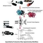 Merck SILuProt MAPK3 Mitogen activated protein kinase 3 human