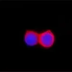 Merck ANTI-FLAG antibody produced in rabbit