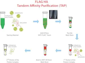 Merck FLAG HA Tandem Affinity Purification Kit