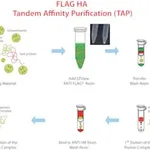 Merck FLAG HA Tandem Affinity Purification Kit