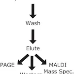 Merck HIS-Select Cobalt Affinity Gel