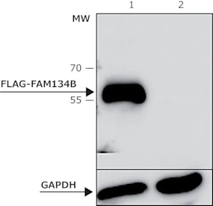 Merck ANTI-FLAG M2 antibody, Bioreactor grade, Mouse monoclonal