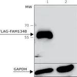 Merck ANTI-FLAG M2 antibody, Bioreactor grade, Mouse monoclonal