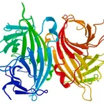 Merck Avidin−Agarose from egg white