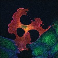 Merck Monoclonal ANTI-FLAG M2 antibody produced in mouse
