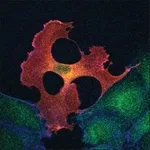 Merck Monoclonal ANTI-FLAG M2 antibody produced in mouse
