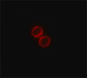 Merck Monoclonal ANTI-FLAG antibody produced in rabbit