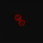 Merck Monoclonal ANTI-FLAG antibody produced in rabbit