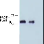 Merck ANTI-FLAG antibody, Rat monoclonal