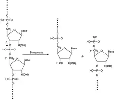 Merck Benzonase Nuclease, ultrapure