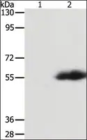 Merck Anti-FLAG Tag antibody produced in rabbit