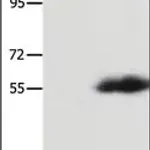 Merck Anti-FLAG Tag antibody produced in rabbit