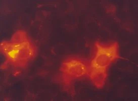 Merck Monoclonal ANTI-FLAG M2-Cy3 antibody produced in mouse