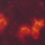 Merck Monoclonal ANTI-FLAG M2-Cy3 antibody produced in mouse