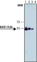 Merck Monoclonal Anti-FLAG-Peroxidase antibody produced in rat