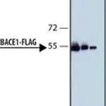 Merck Monoclonal Anti-FLAG-Peroxidase antibody produced in rat