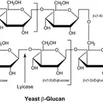 Merck Lyticase from Arthrobacter luteus