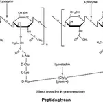 Merck Lysozyme from chicken egg white