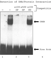 Merck CelLytic P Cell Lysis Reagent
