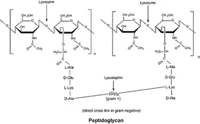 Merck Lysozyme from human neutrophils