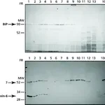 Merck Endoplasmic Reticulum Isolation Kit