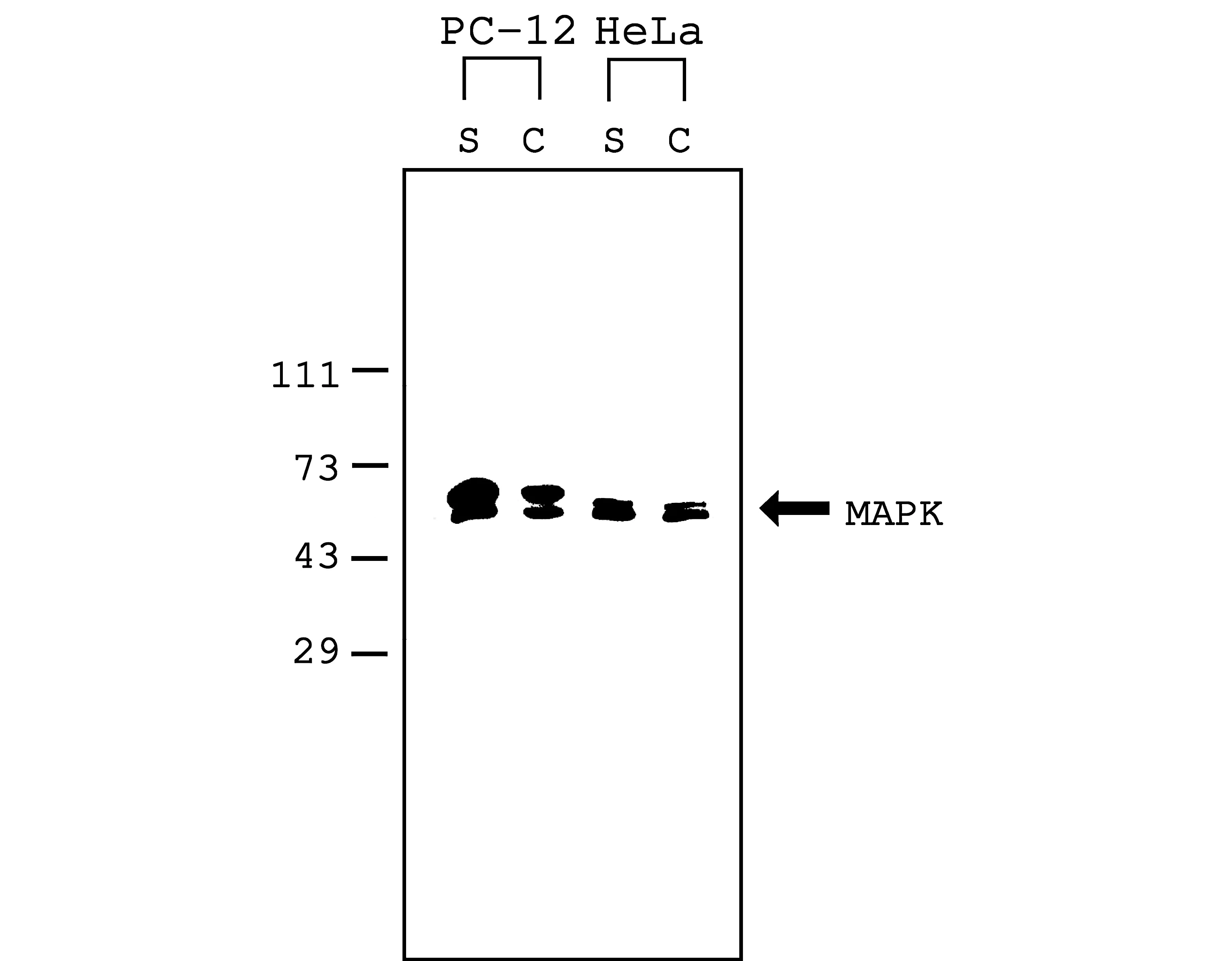 Merck Mammalian Cell Lysis Kit