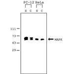 Merck Mammalian Cell Lysis Kit