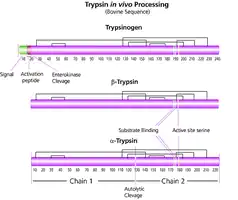 Merck Trypsin from bovine pancreas