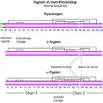 Merck Trypsin from bovine pancreas