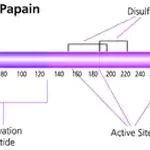 Merck Papain from papaya latex