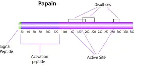 Merck Papain from papaya latex