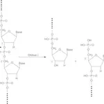 Merck Deoxyribonuclease I from bovine pancreas