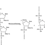 Merck Nuclease micrococcal from Staphylococcus aureus