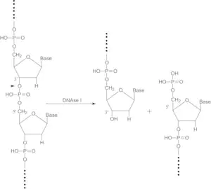 Merck Deoxyribonuclease I bovine