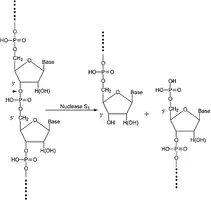 Merck Nuclease S1 from Aspergillus oryzae