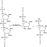 Merck Nuclease S1 from Aspergillus oryzae