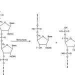 Merck Turbonuclease from Serratia marcescens