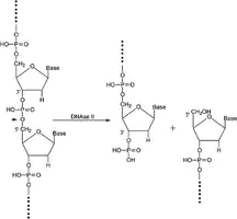 Merck Deoxyribonuclease II from bovine spleen