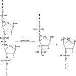 Merck Deoxyribonuclease II from bovine spleen