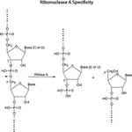 Merck Ribonuclease A from bovine pancreas