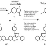 Merck BCIP/NBT Liquid Substrate System