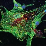 Merck Phalloidin, Fluorescein Isothiocyanate Labeled