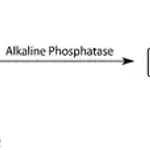 Merck SIGMAFAST p-Nitrophenyl phosphate Tablets