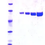 Merck Luciferase from Photinus pyralis (firefly)