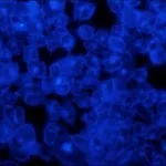 Merck Filipin complex from Streptomyces filipinensis