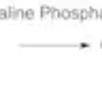 Merck Phosphatase, Alkaline from bovine intestinal mucosa