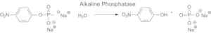 Merck Phosphatase, Alkaline from bovine intestinal mucosa