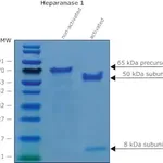 Merck Heparanase-1 pre-activated human